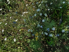 Stellaria graminea