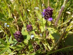 Prunella vulgaris