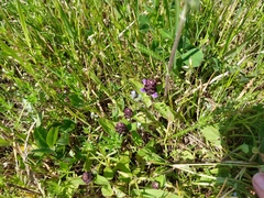 Prunella vulgaris