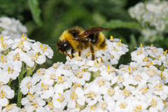 Bombus flavidus