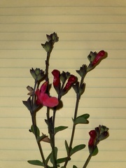 Salvia greggii