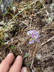 Cardamine purpurea