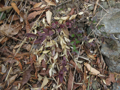 Polygala japonica