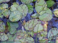 Polypedilum braseniae