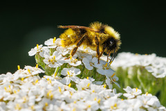 Bombus flavidus