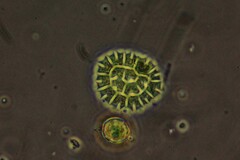 Pseudopediastrum boryanum