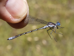 Lestes stultus