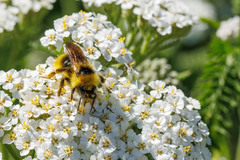 Bombus flavidus
