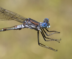Lestes stultus