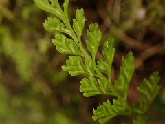 Asplenium tenuicaule