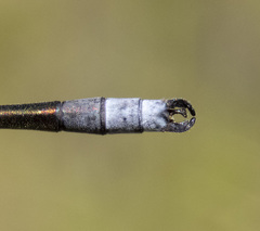 Lestes stultus