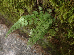 Asplenium tenuicaule