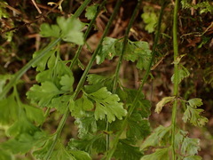 Asplenium tenuicaule