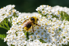 Bombus flavidus