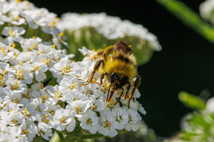 Bombus flavidus