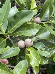 Atractocarpus sessilis