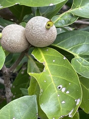 Atractocarpus sessilis