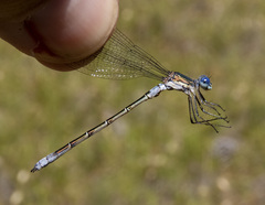 Lestes stultus