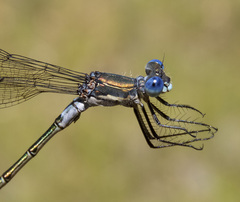 Lestes stultus