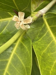 Atractocarpus sessilis