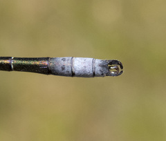 Lestes stultus