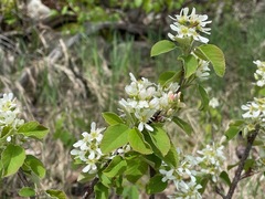 Amelanchier humilis