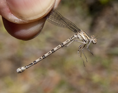 Argia agrioides