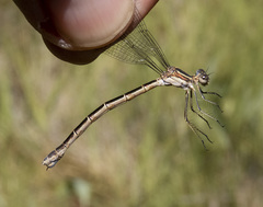Lestes stultus