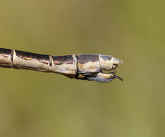 Lestes stultus
