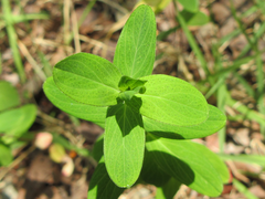 Hypericum erectum