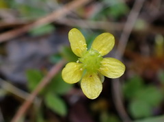Ranunculus taisanensis