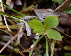 Ranunculus taisanensis