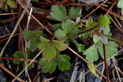 Ranunculus taisanensis