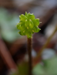 Ranunculus taisanensis
