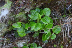 Pyrola morrisonensis