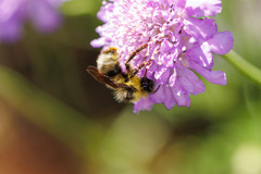 Bombus flavidus