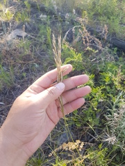 Helictochloa hookeri schelliana