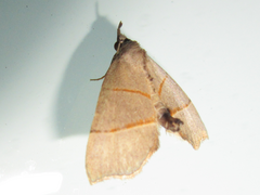 Gonepatica opalina