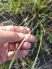 Helictochloa hookeri schelliana