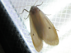 Miltochrista calamina