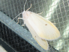 Miltochrista calamina