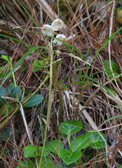 Pyrola morrisonensis