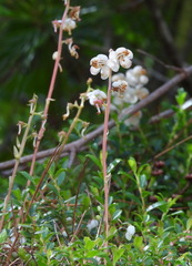 Pyrola morrisonensis