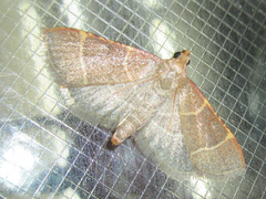 Hypsopygia glaucinalis