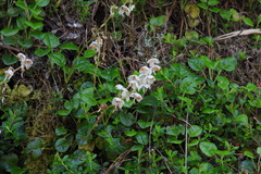 Pyrola morrisonensis