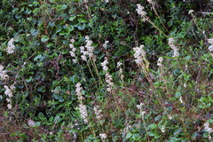 Pyrola morrisonensis