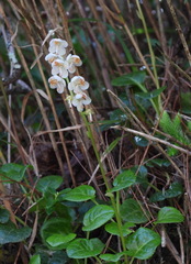 Pyrola morrisonensis