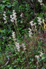 Pyrola morrisonensis