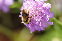 Bombus flavidus