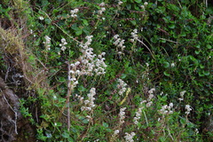 Pyrola morrisonensis